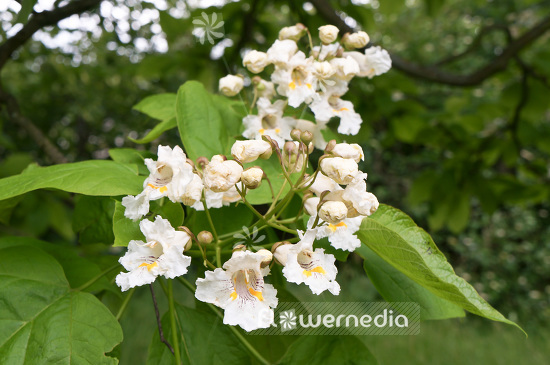 Catalpa speciosa - Northern catalpa (102899)