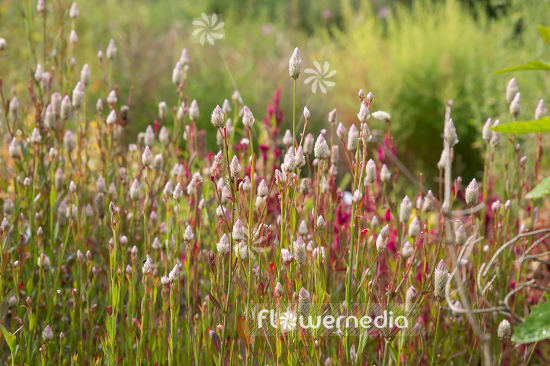 Celosia argentea - Plumed cockscomb (109934)