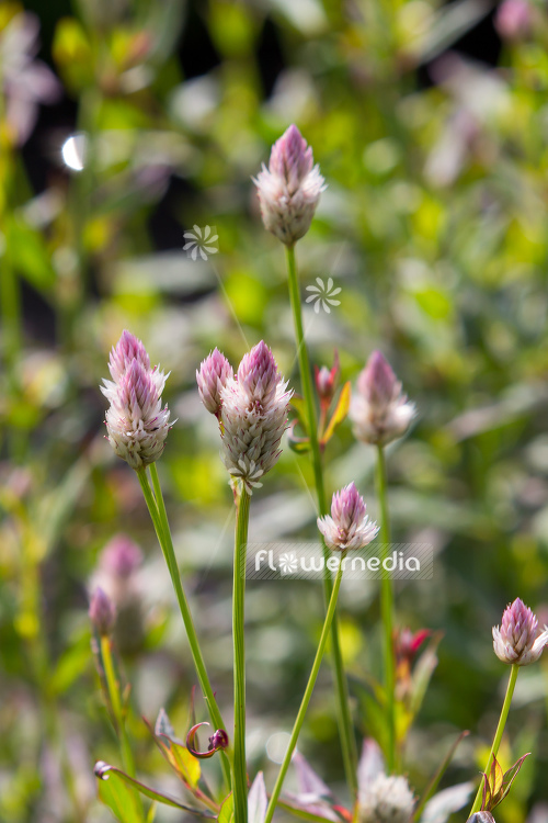 Celosia argentea - Plumed cockscomb (109935)