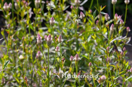 Celosia argentea - Plumed cockscomb (109936)