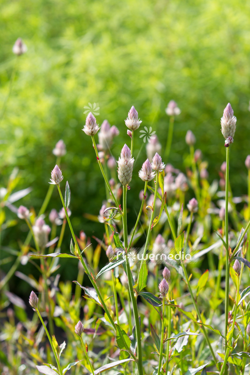 Celosia argentea - Plumed cockscomb (109937)