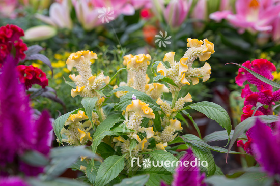 Celosia argentea var. cristata - Chinese wool flower (109938)