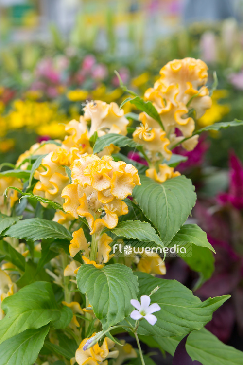 Celosia argentea var. cristata - Chinese wool flower (109940)