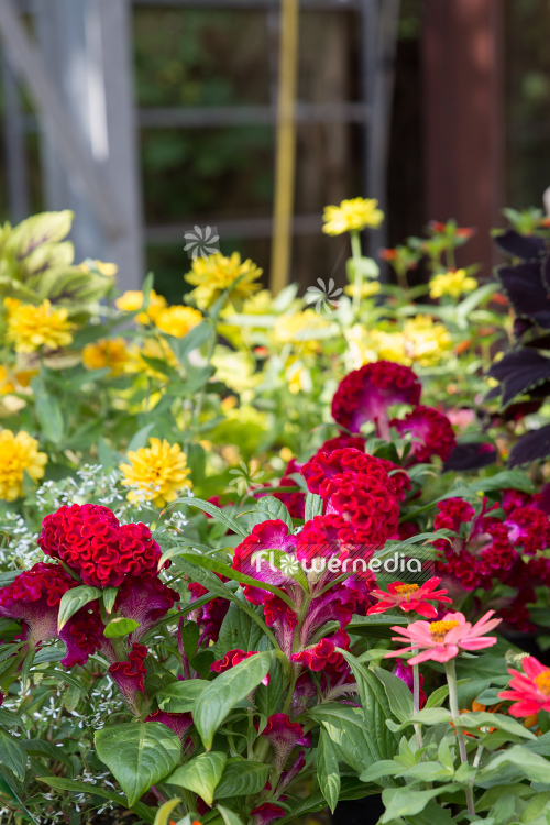 Celosia argentea var. cristata - Chinese wool flower (109946)