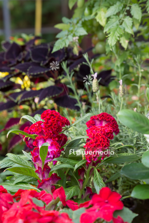 Celosia argentea var. cristata - Chinese wool flower (109948)