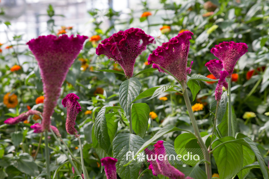 Celosia argentea var. cristata - Chinese wool flower (110481)