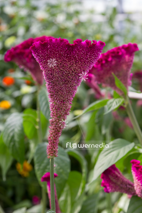 Celosia argentea var. cristata - Chinese wool flower (110482)