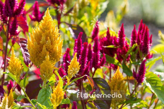 Celosia argentea var. cristata 'Plumosa' - Cockscomb (109950)