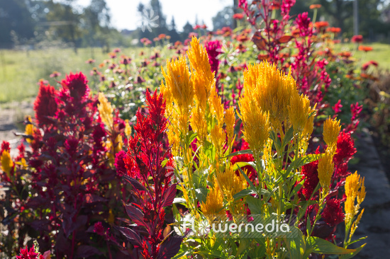 Celosia argentea var. cristata 'Plumosa' - Cockscomb (109952)