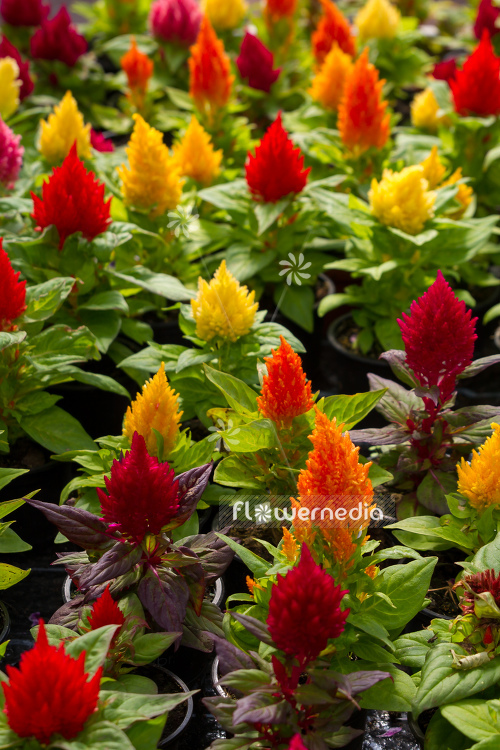 Celosia argentea var. cristata 'Plumosa' - Cockscomb (109958)