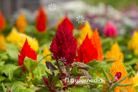 Celosia argentea var. cristata 'Plumosa' - Cockscomb (110489)