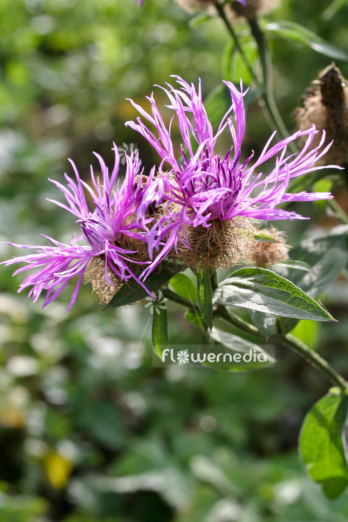 Centaurea alpestris - Alpine centory (102907)