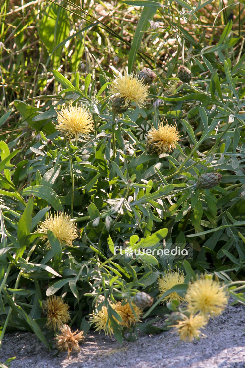 Centaurea collina - Centory (100590)