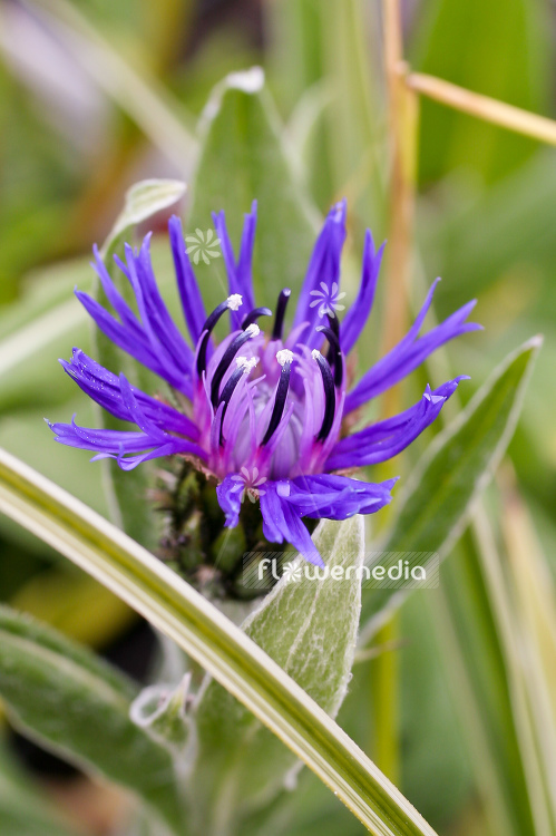 Centaurea montana - Blue perennial cornflower (100596)