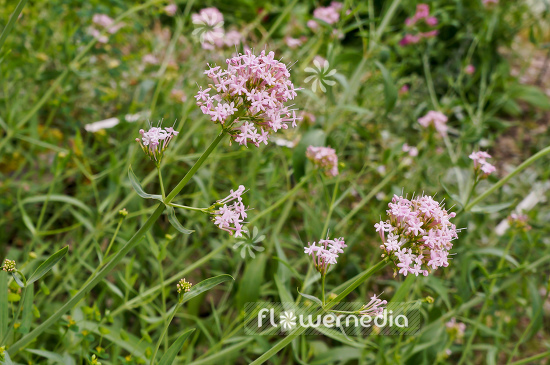Centranthus angustifolius - Narrow-leaved valerian (100598)