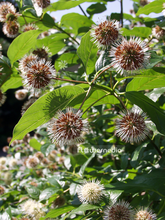Cephalanthus occidentalis - Buttonbush (100603)