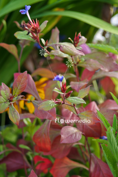 Ceratostigma plumbaginoides - Hardy blue-flowered leadwort (102916)