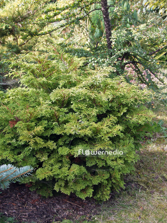 Chamaecyparis obtusa 'Pygmaea' - Hinoki cypress (100609)