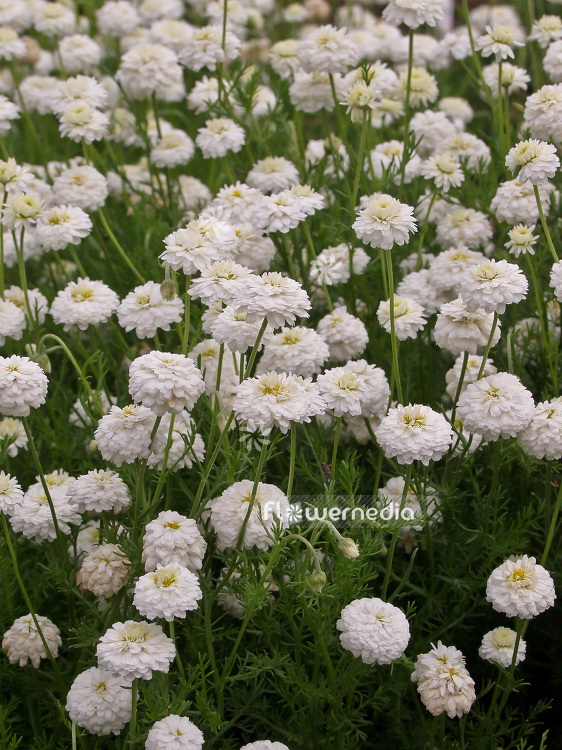 Chamaemelum nobile 'Flore Plena' - Double-flowered chamomile (100615)
