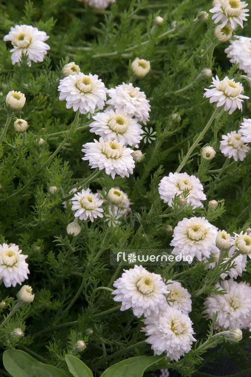 Chamaemelum nobile 'Flore Plena' - Double-flowered chamomile (102922)