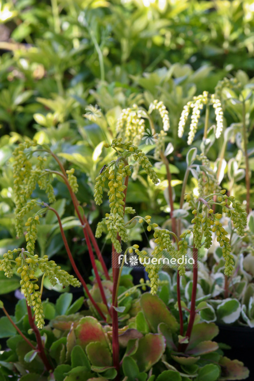 Chiastophyllum oppositifolium - Gold drop (102925)