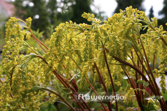 Chiastophyllum oppositifolium - Gold drop (102926)