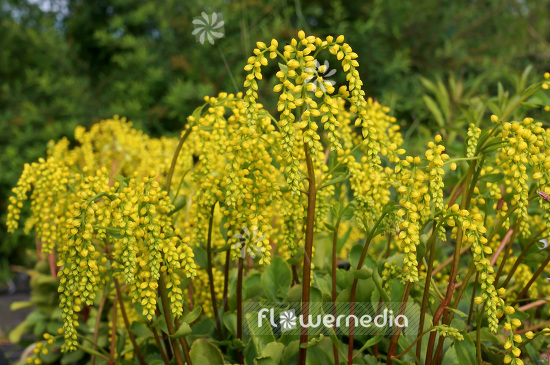 Chiastophyllum oppositifolium - Gold drop (102927)