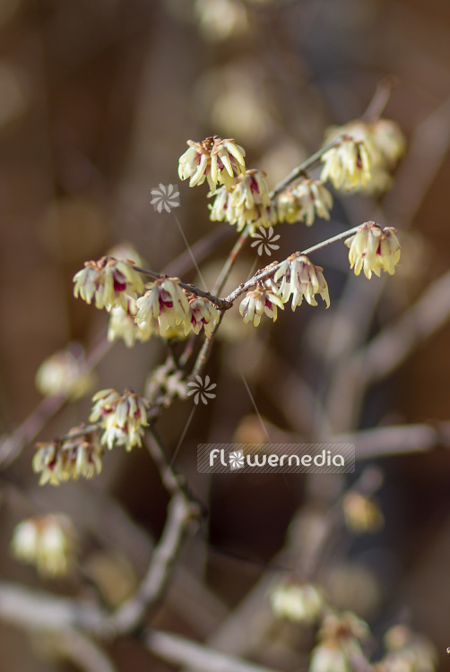 Chimonanthus praecox - Wintersweet (102929)