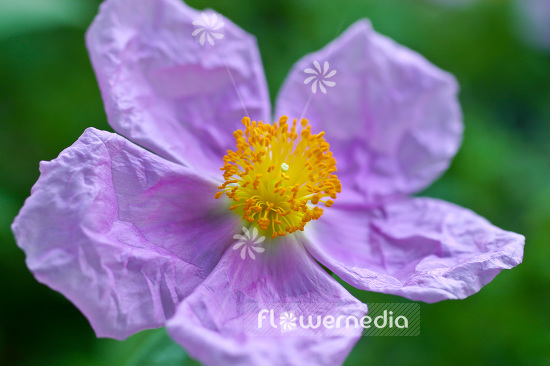 Cistus creticus - Cretan rockrose (102940)