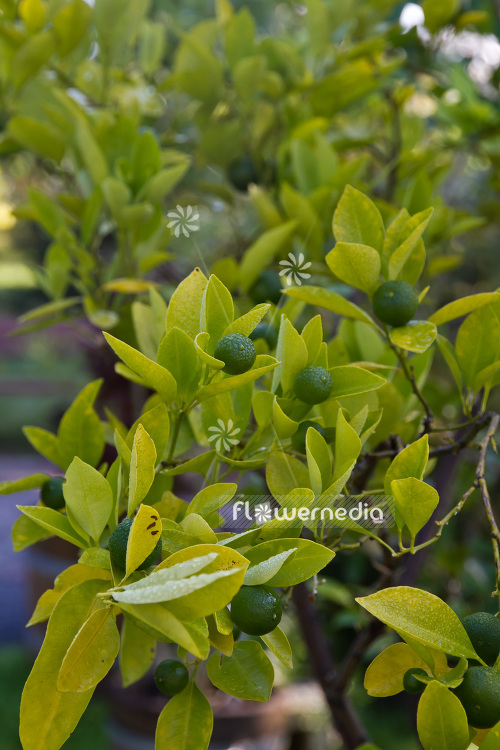 Citrus x microcarpa - calamondin (102944)