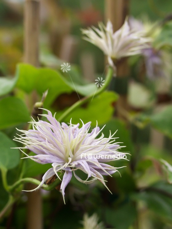 Clematis 'Blue Light' - Clematis (100647)