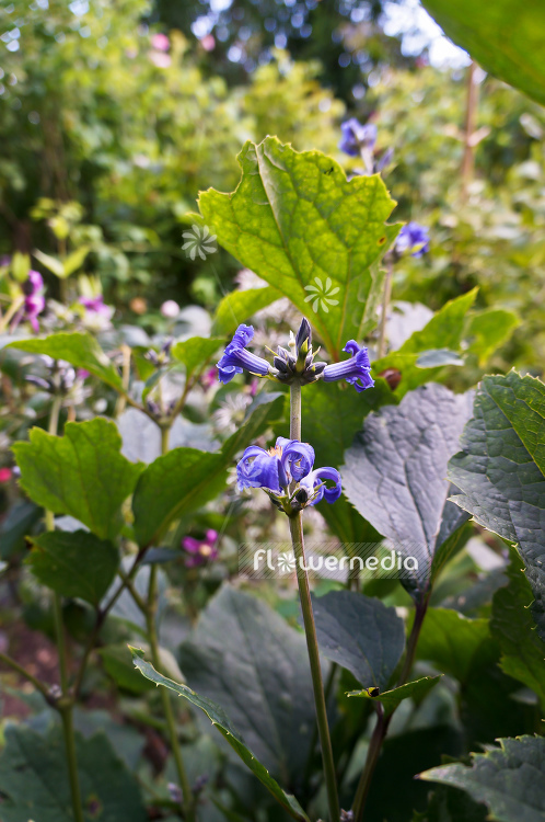 Clematis heracleifolia - Tube clematis (105344)