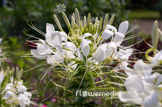 Cleome hassleriana - Spider flower (107314)
