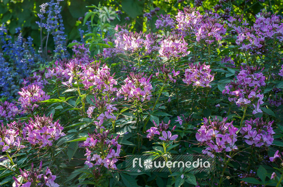 Cleome hassleriana - Spider flower (107316)