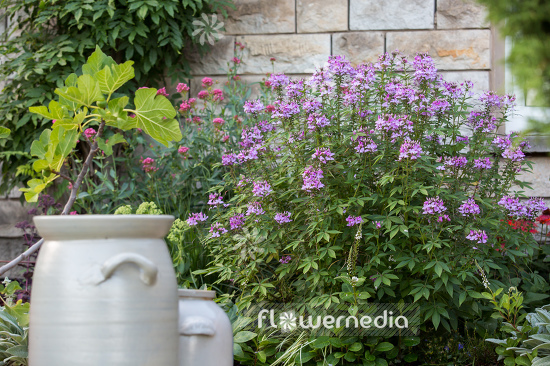 Cleome hassleriana - Spider flower (107320)