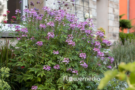 Cleome hassleriana - Spider flower (107322)