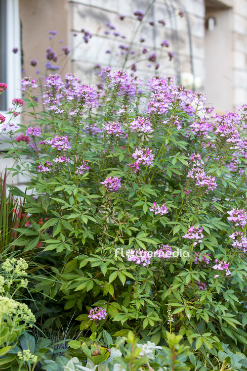 Cleome hassleriana - Spider flower (107323)