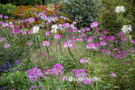 Cleome hassleriana - Spider flower (107347)