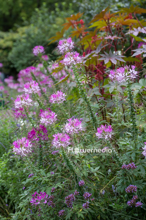 Cleome hassleriana - Spider flower (107348)