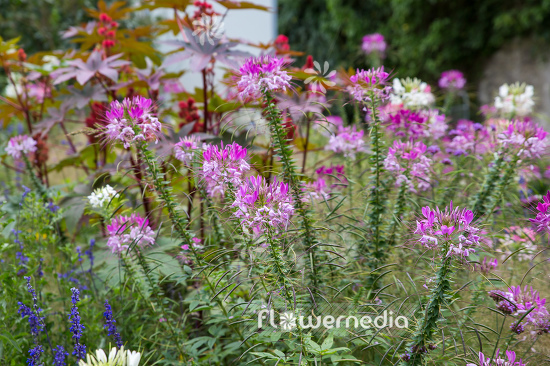 Cleome hassleriana - Spider flower (107349)