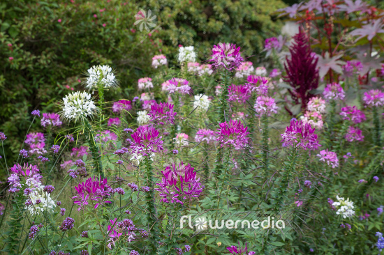 Cleome hassleriana - Spider flower (107350)