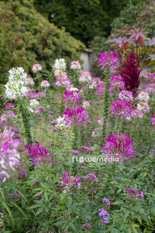 Cleome hassleriana - Spider flower (107351)