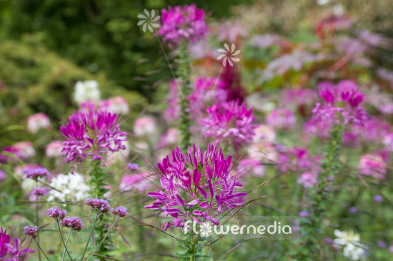 Cleome hassleriana - Spider flower (107352)