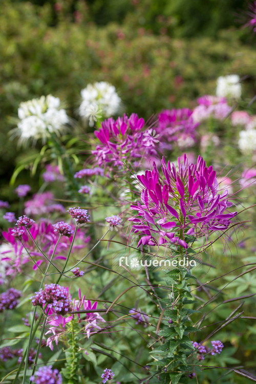 Cleome hassleriana - Spider flower (107353)