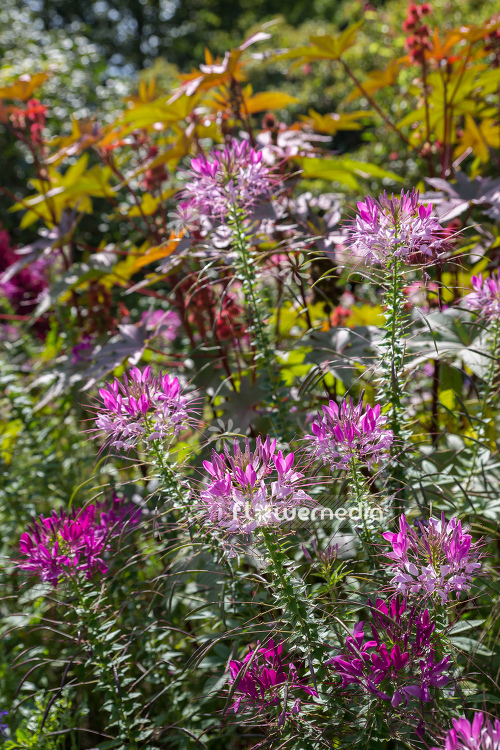 Cleome hassleriana - Spider flower (107354)
