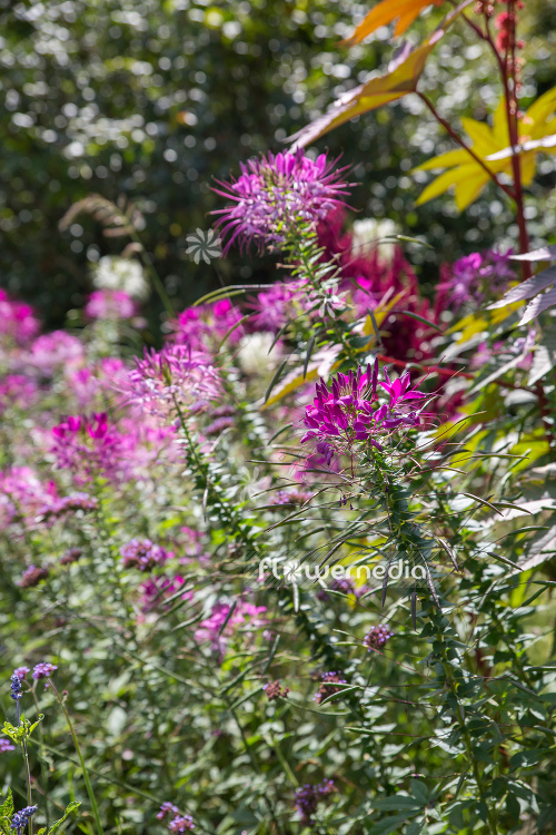 Cleome hassleriana - Spider flower (107355)