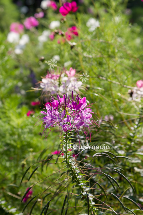 Cleome hassleriana - Spider flower (107362)
