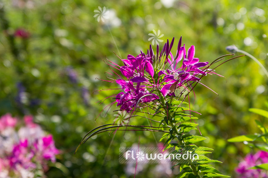 Cleome hassleriana - Spider flower (107363)