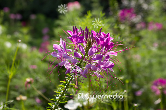 Cleome hassleriana - Spider flower (107364)