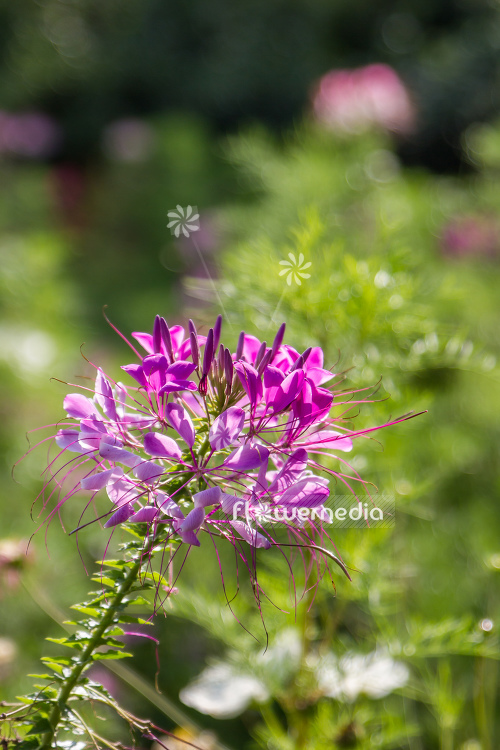 Cleome hassleriana - Spider flower (107365)